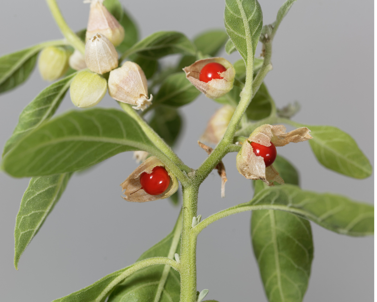 Ashwagandha plant branch with green leaves and small red berries