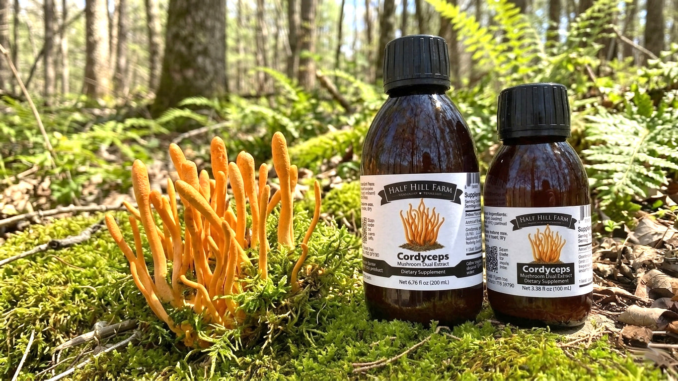Cordyceps Mushroom Dual Extract - Renee Lane Company