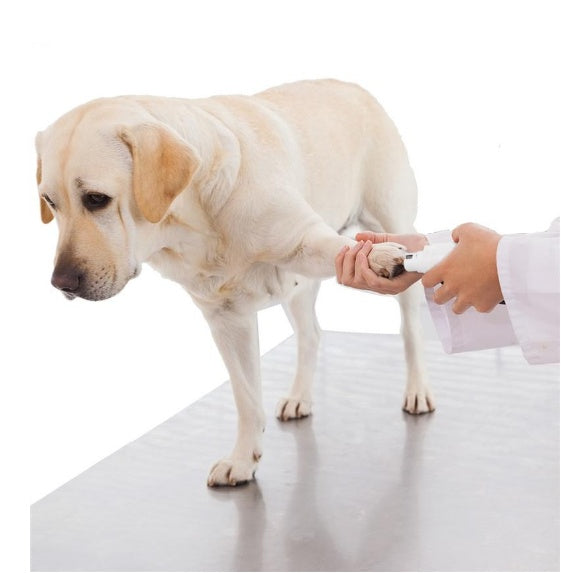 Electric pet nail grinder being used on a light dog paw