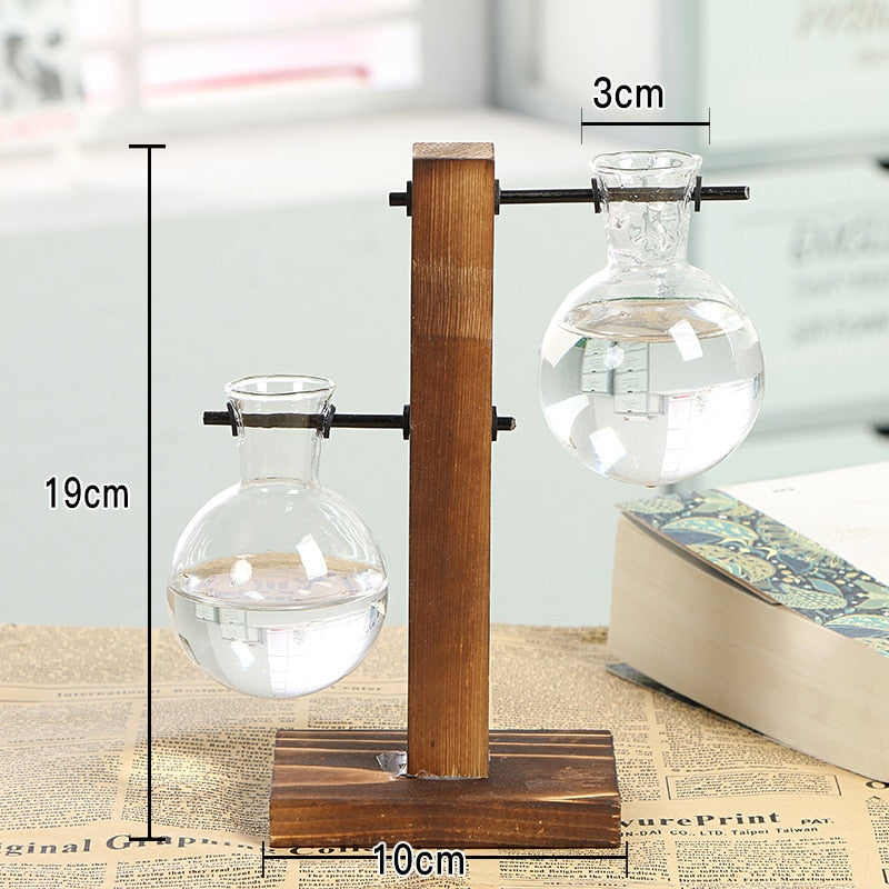 Hydroponic transparent glass plant vases on wooden stand with clear bulbs and size markings