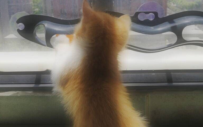 Grey cat track toy with orange ball accents near a window, partially blocked by a cat