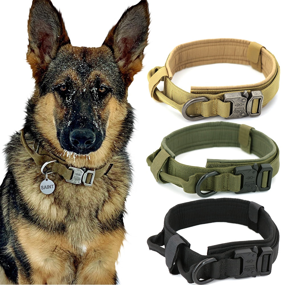 German shepherd wearing beige dog collar with metal buckle and D-ring