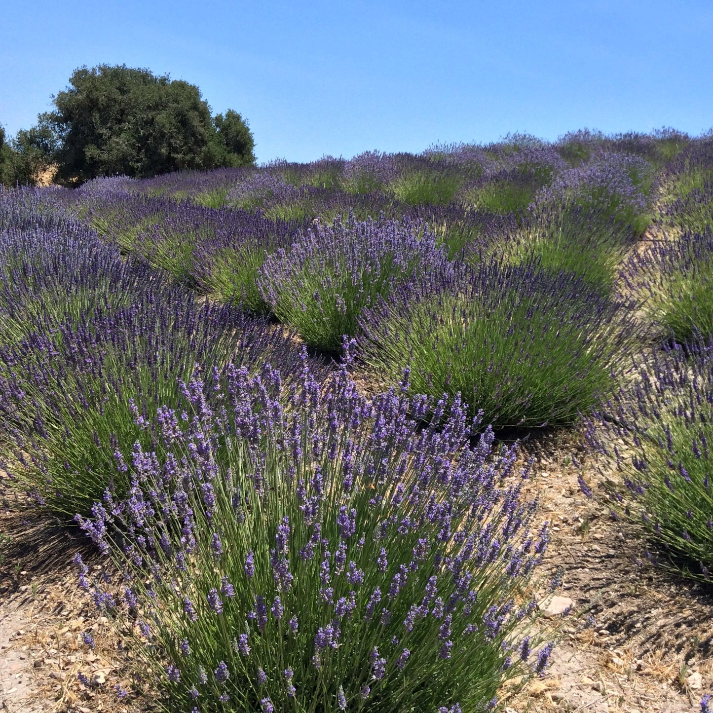 Lavender sachet