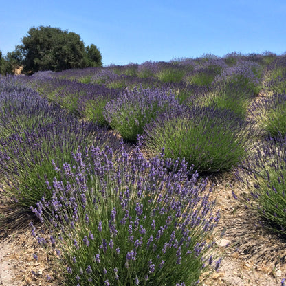 Lavender sachet