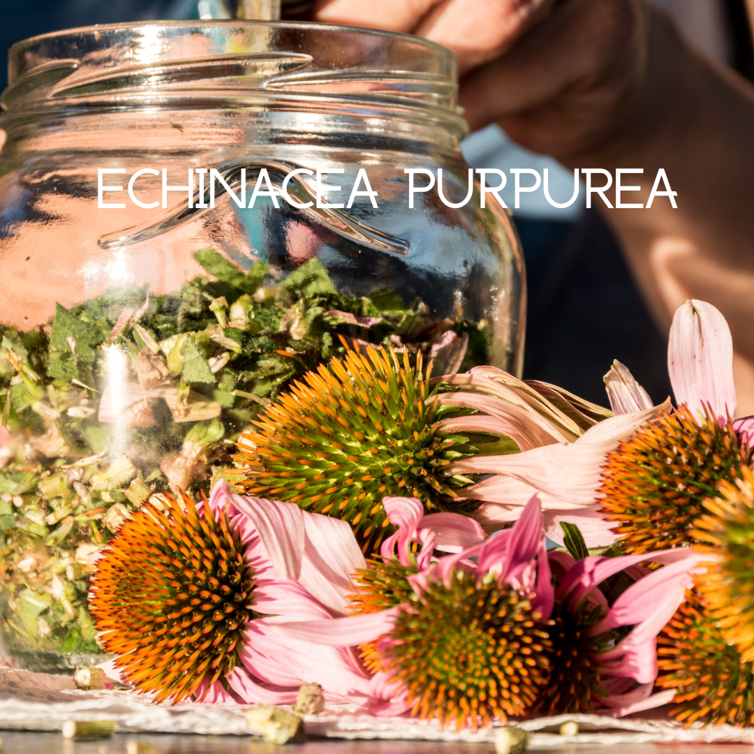 Echinacea purpurea ingredient jar with dried flowers and “ECHINACEA PURPUREA” text