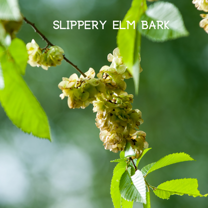 Colon Cleanse supplement ingredient: slippery elm bark on branch with leaves