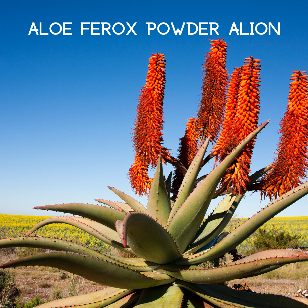 Colon Cleanse supplement ingredient: aloe ferox powder near aloe plant