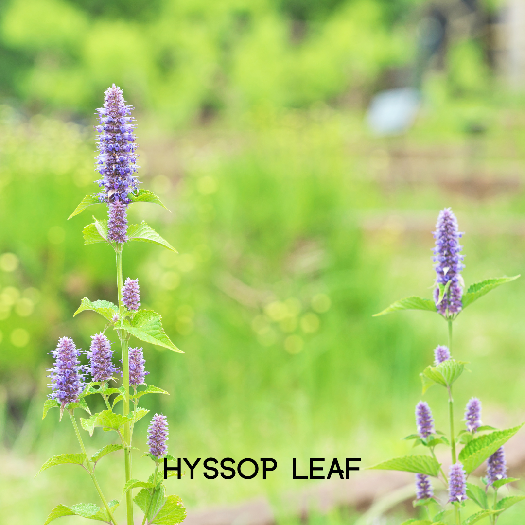 Colon Cleanse supplement ingredient: hyssop leaf blossoms and green stems