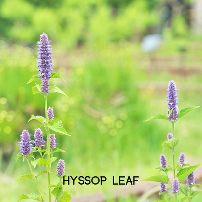 Colon Cleanse supplement ingredient: hyssop leaf blossoms and green stems