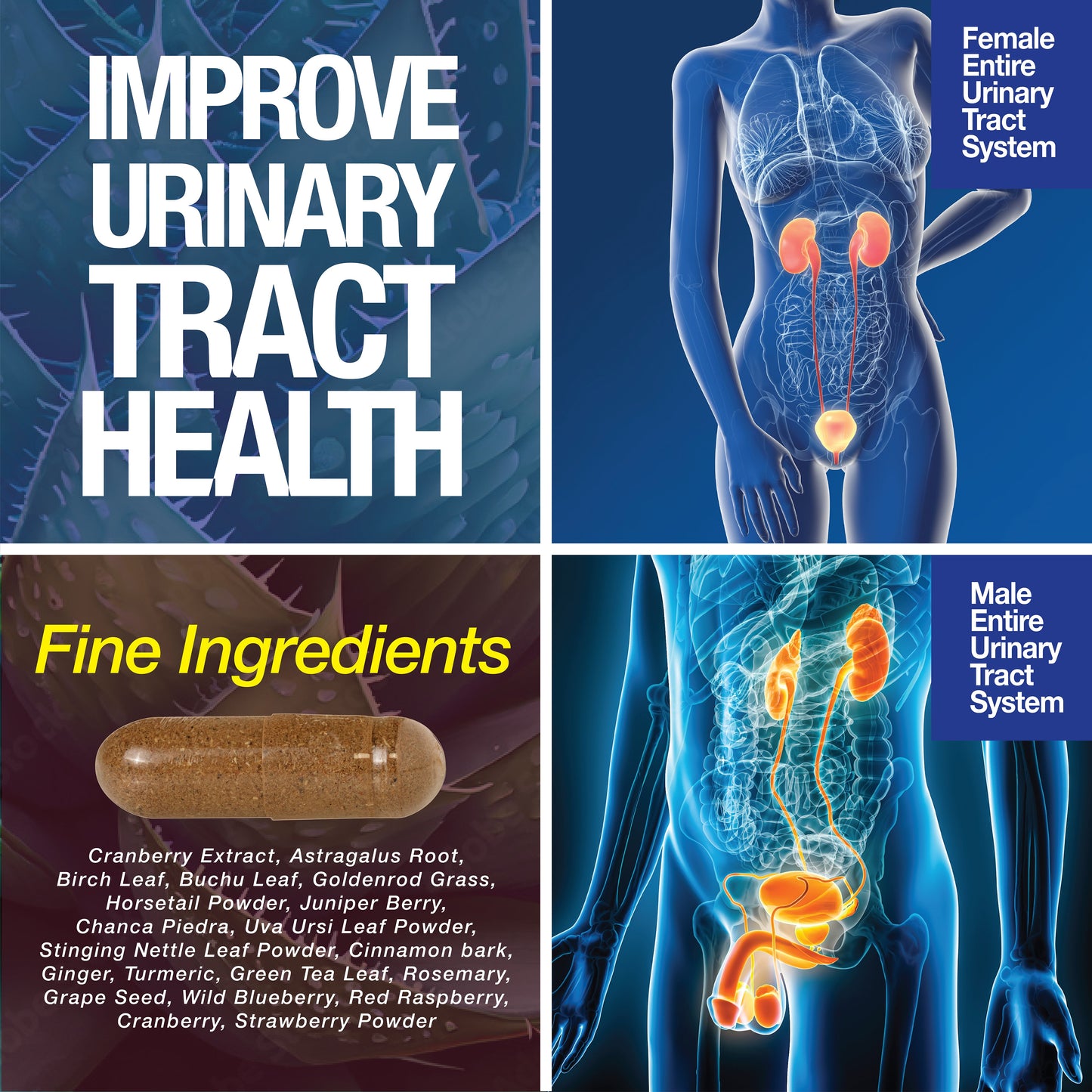 Kidney Support Cleanse Detox & Repair -120 Capsules - Cranberry & Astragalus Root Pills - Renee Lane Company