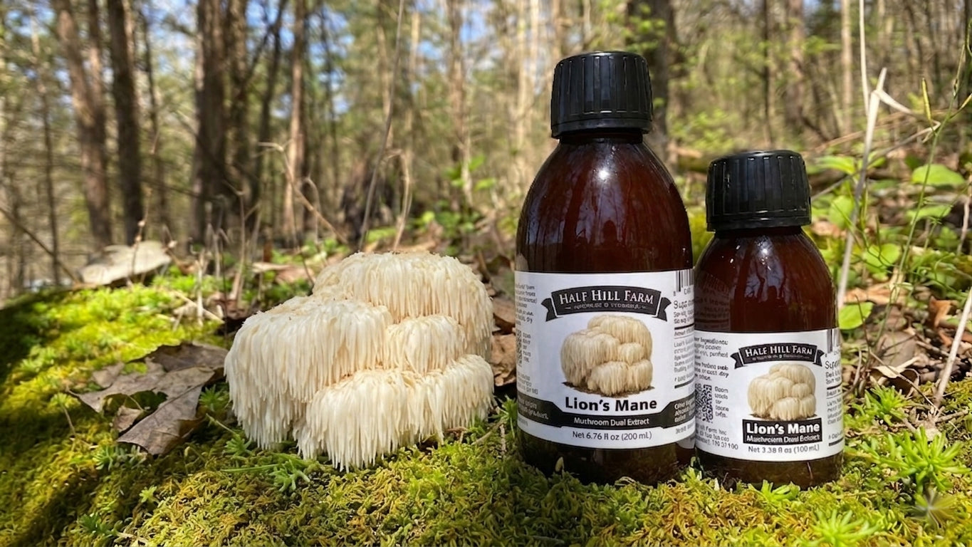 Lion's Mane Mushroom Dual Extract - Renee Lane Company