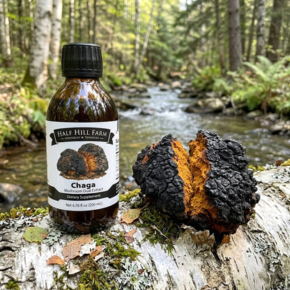 Chaga Mushroom Dual Extract