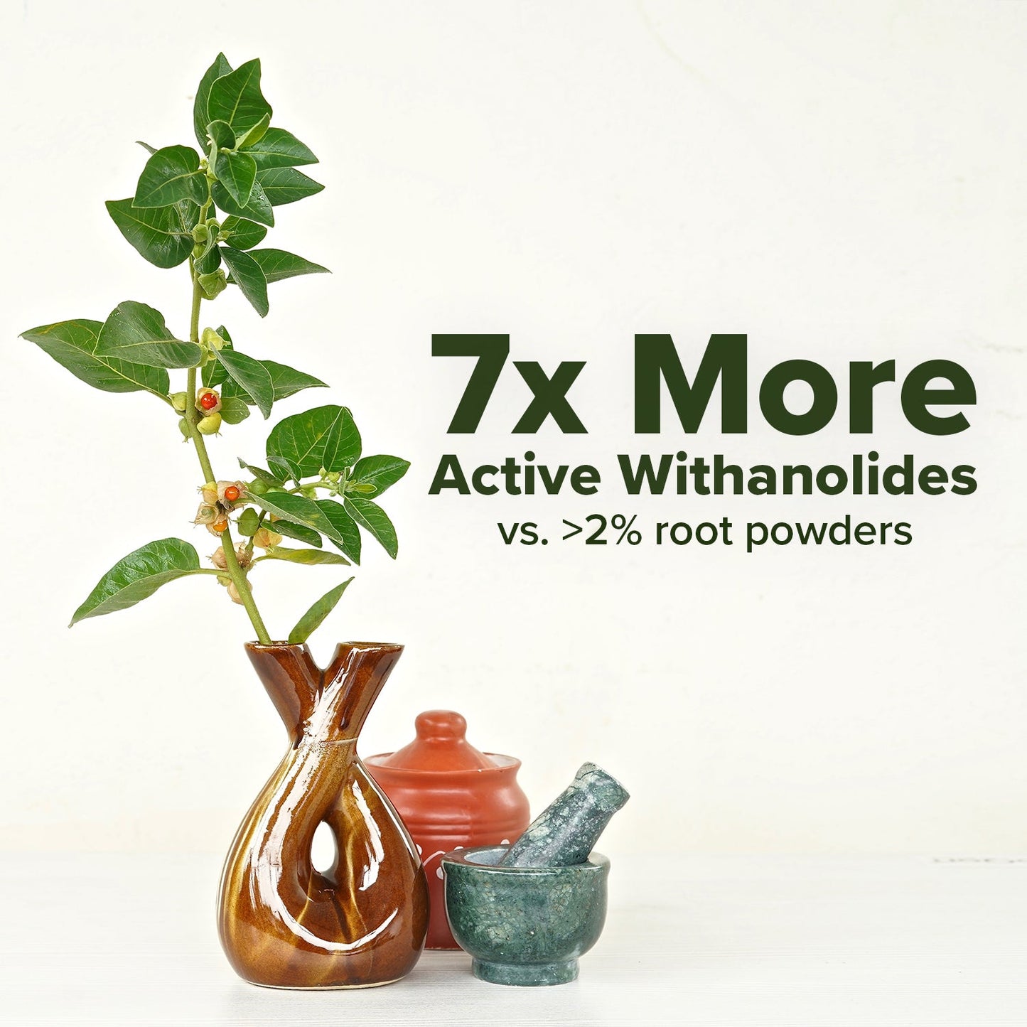 Ashwagandha plant and supplement ingredients, 7x more active withanolides graphic