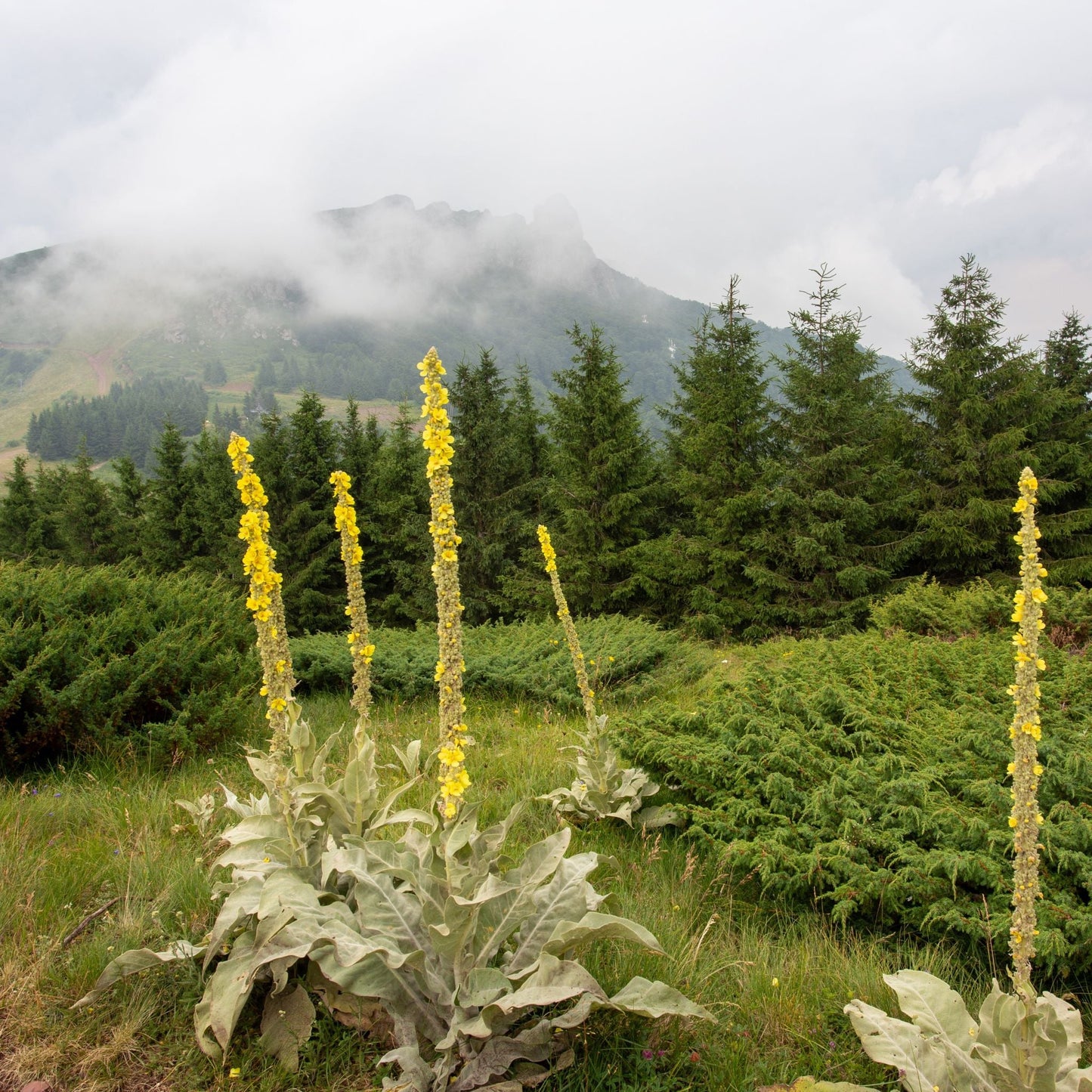 Mullein Leaf & Bloom Elixir - Renee Lane Company