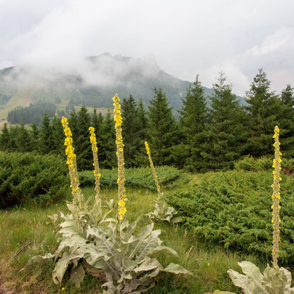 Mullein Leaf & Bloom Elixir - Renee Lane Company