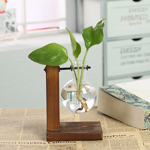 Hydroponic transparent glass plant vase with wooden stand, clear bulb, and green leaves