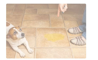 Pets Between The Pad Repeated Water Absorption Dog - Renee Lane Company