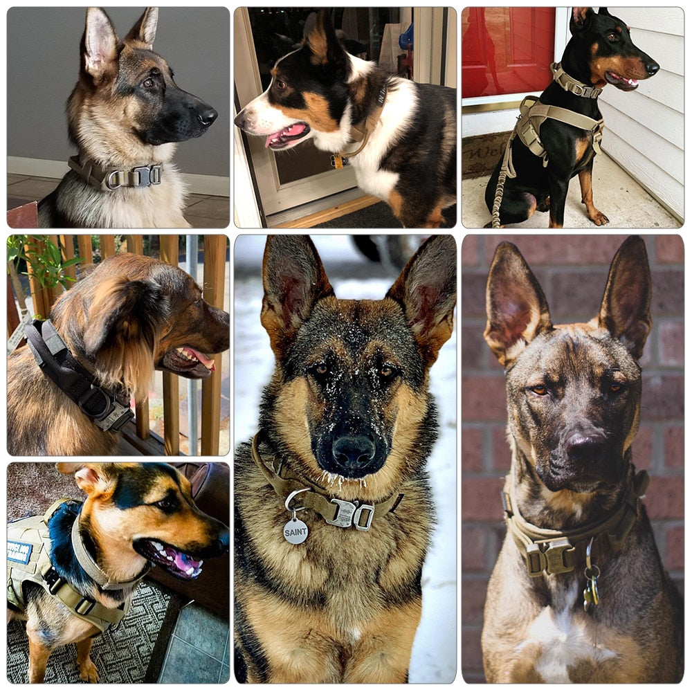 German shepherd wearing beige dog collar with metal buckle and D-ring