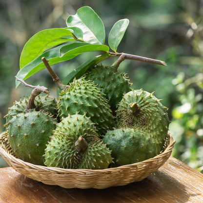 Soursop Leaf Elixir - Renee Lane Company