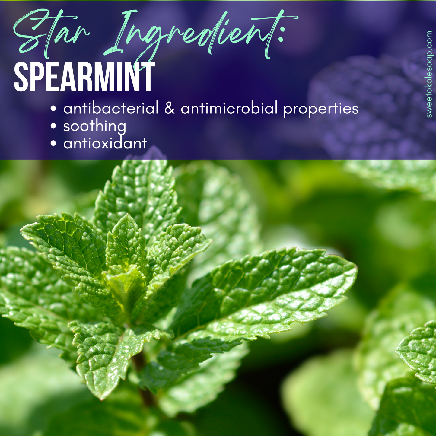 Spearmint Tooth Powder with Noni & 5% Hydroxyapatite - Renee Lane Company