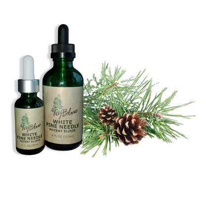 White Pine Needle Elixir - Renee Lane Company