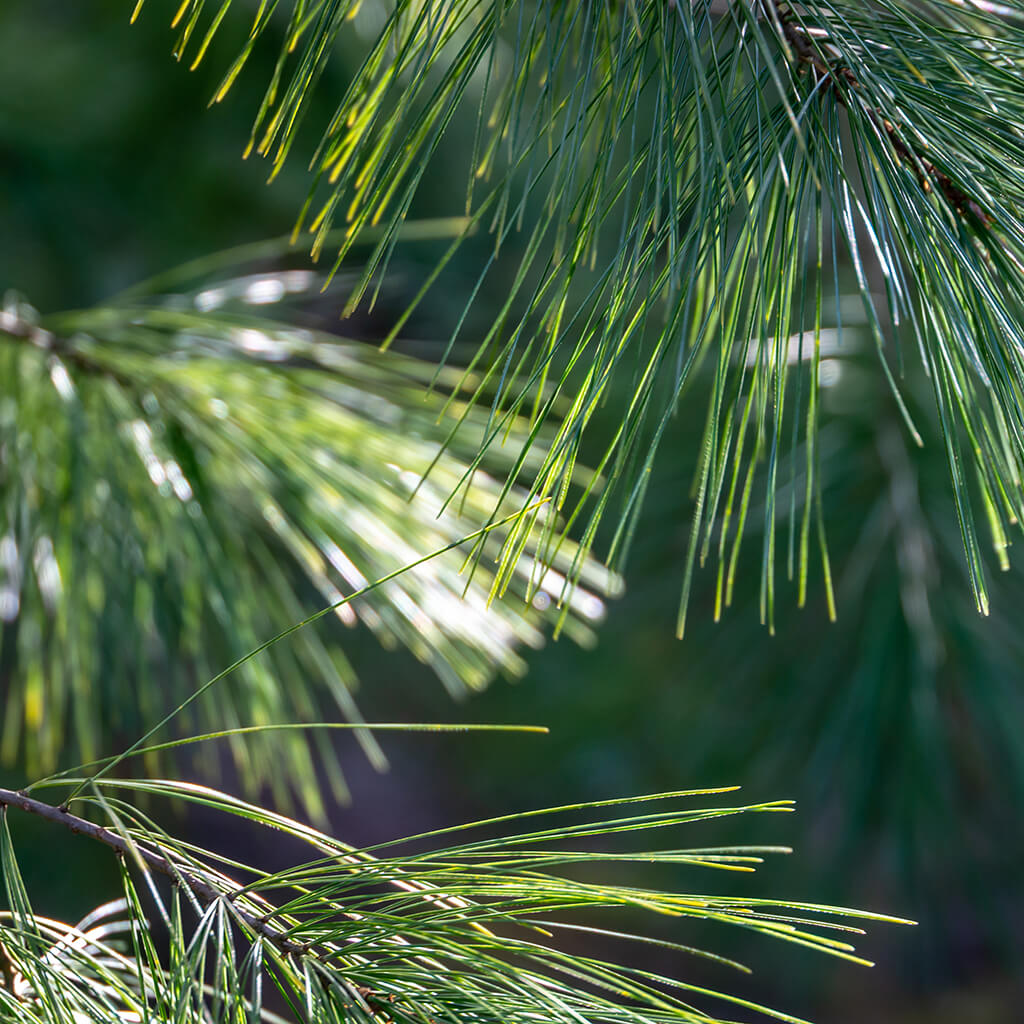 White Pine Needle Elixir - Renee Lane Company