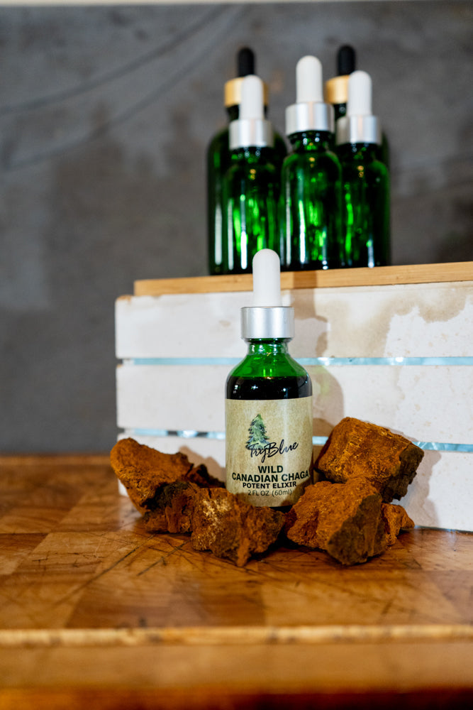 Wild Canadian Chaga Elixir - Renee Lane Company