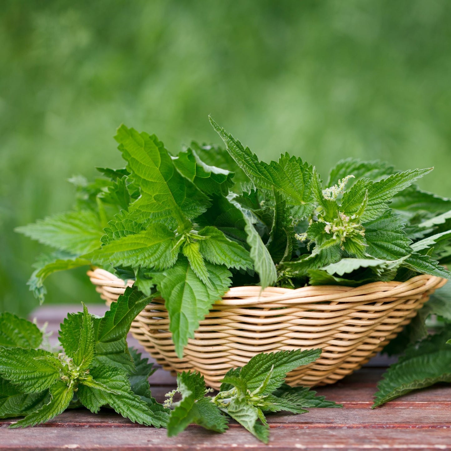 Wild Stinging Nettle Elixir - Renee Lane Company