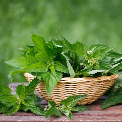 Wild Stinging Nettle Elixir - Renee Lane Company