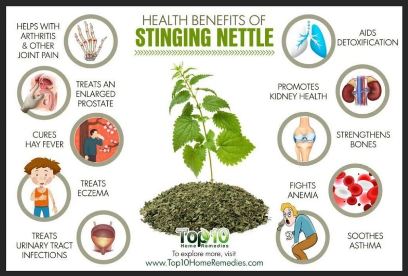 Wild Stinging Nettle Elixir - Renee Lane Company