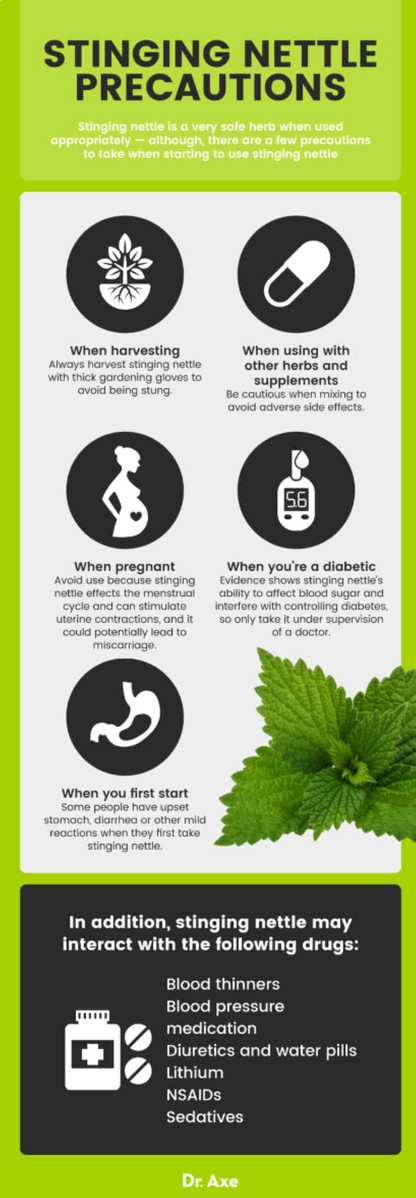Wild Stinging Nettle Elixir - Renee Lane Company