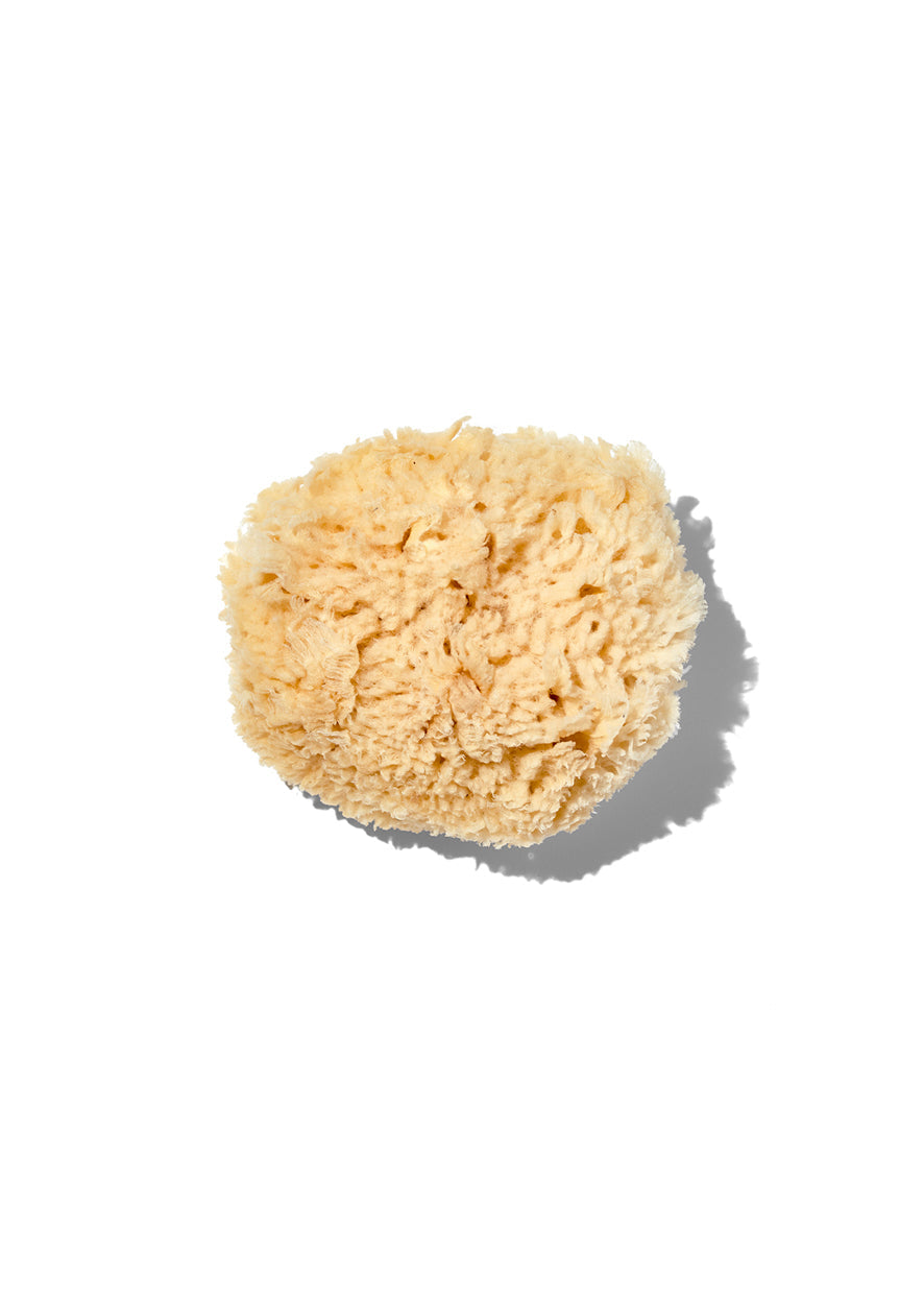 Natural sea sponge, oval beige scrub sponge, 3–4 in