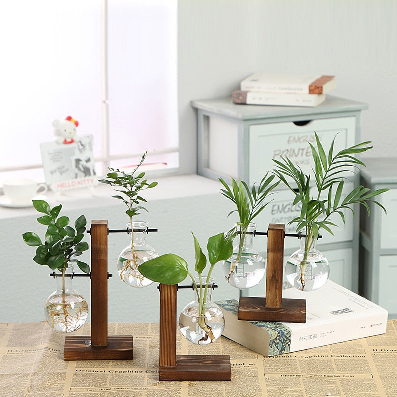 Hydroponic transparent glass plant vase set with wooden stand, clear bulbs, and green plants
