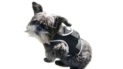 Dog GPS tracking harness on small dog, black mesh with white trim and clip