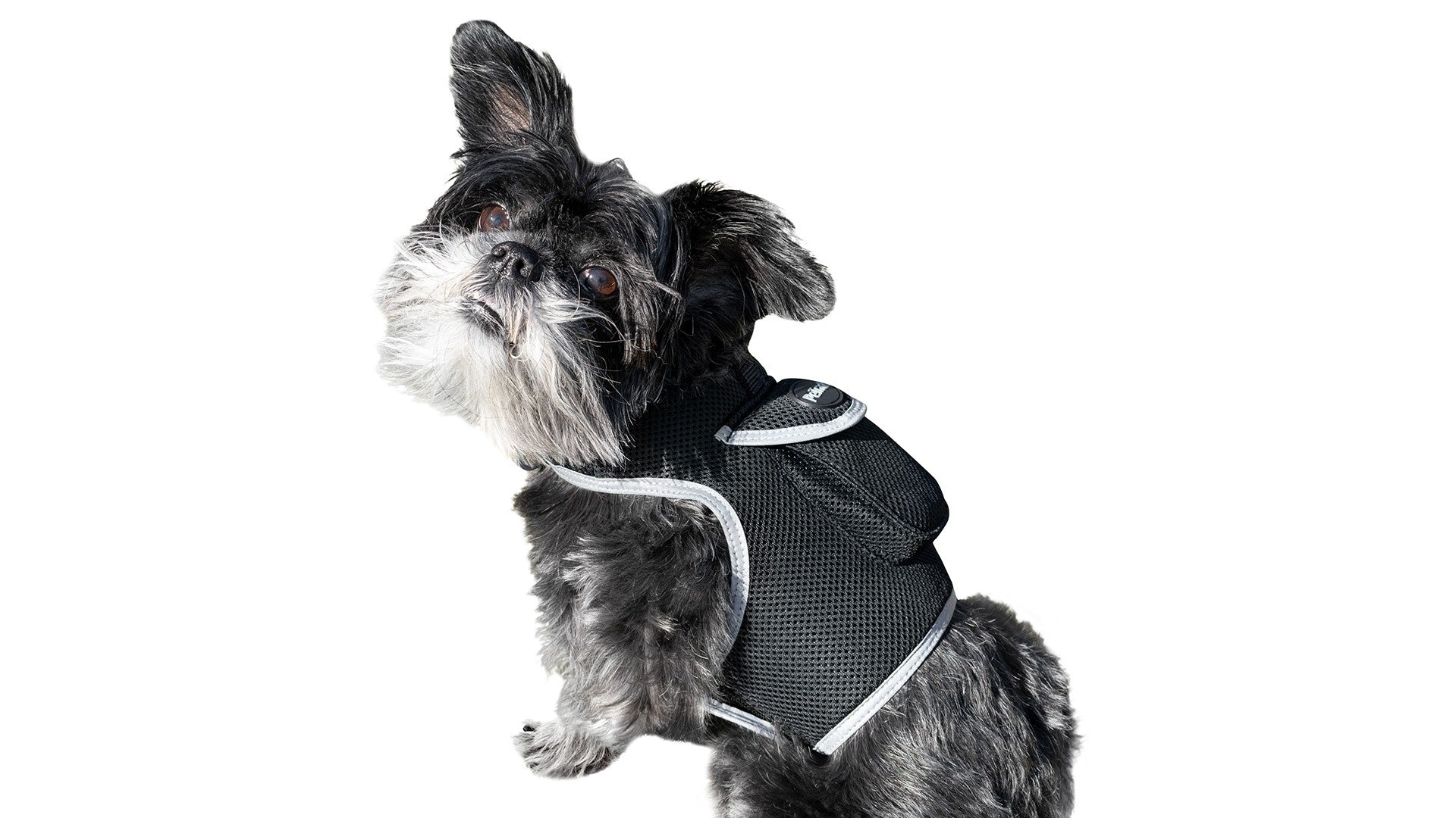 Small dog wearing black GPS tracker harness with adjustable strap and front pocket