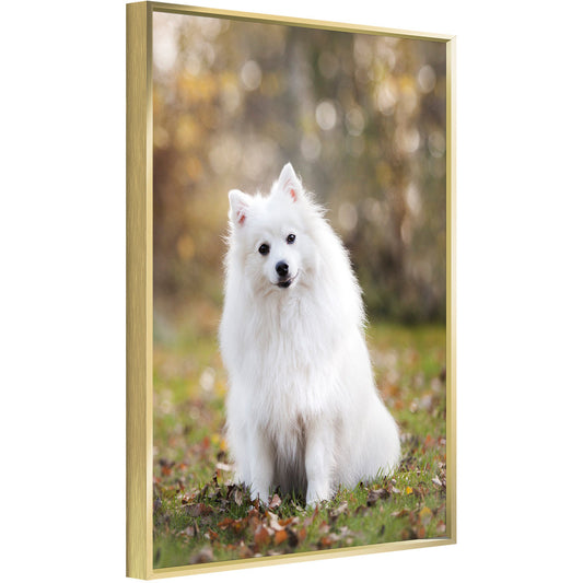 Gold-framed canvas wall art featuring a white dog sitting outdoors.