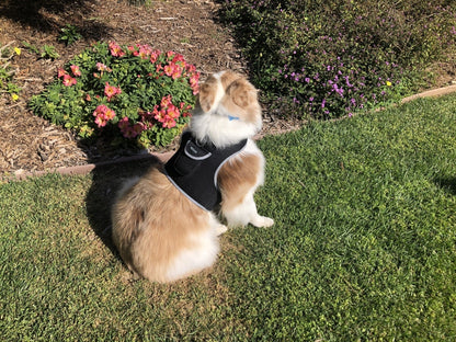 Black dog tracking harness on a small tan and white dog outdoors on grass