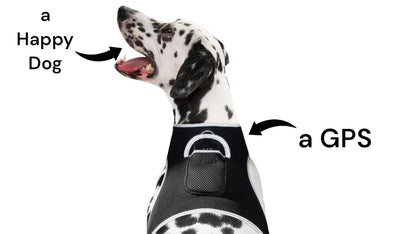 Dalmatian dog wearing black GPS tracker harness with front pocket and strap