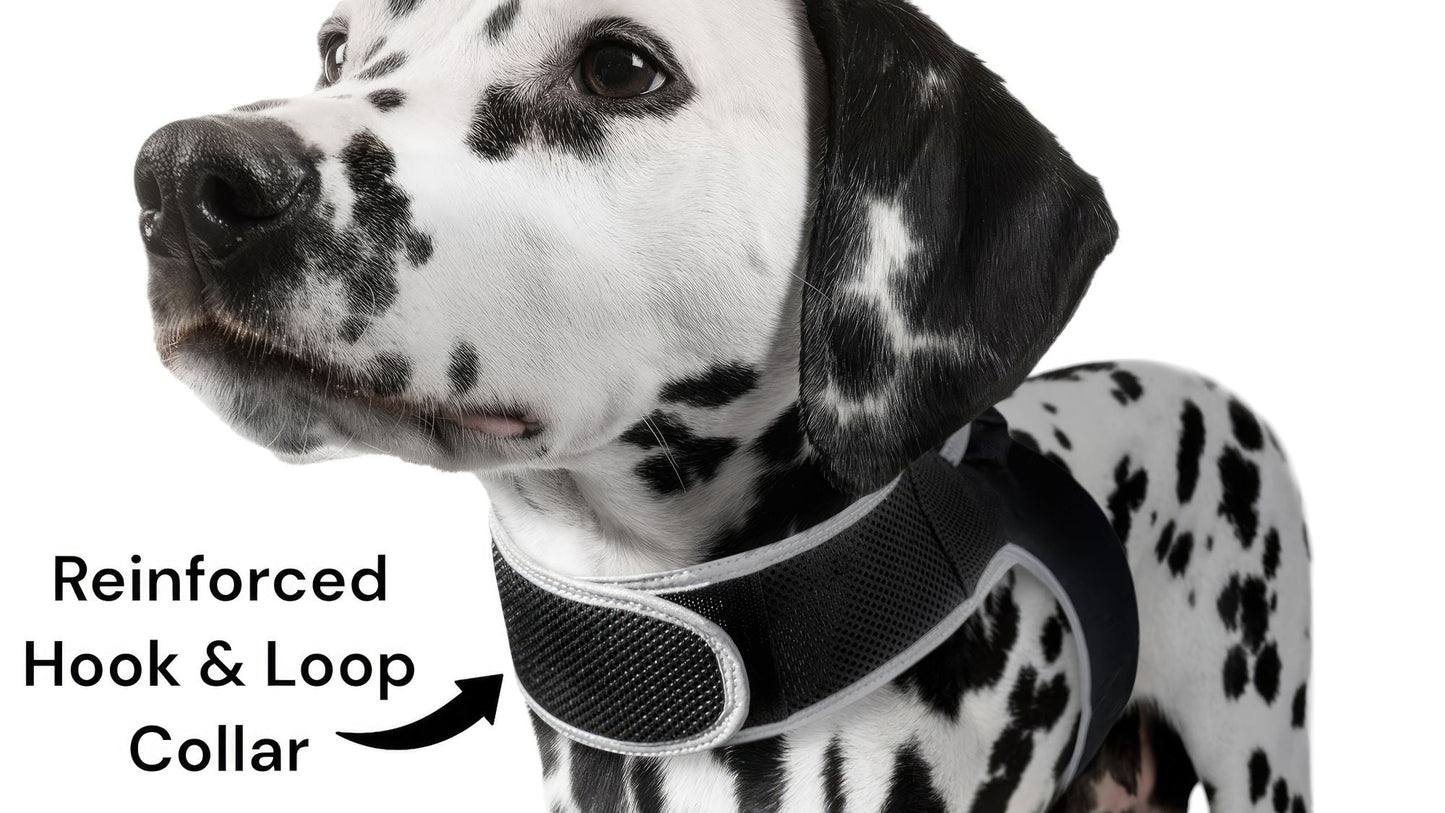 Dalmatian dog wearing a black mesh GPS tracking harness with reinforced hook-and-loop band