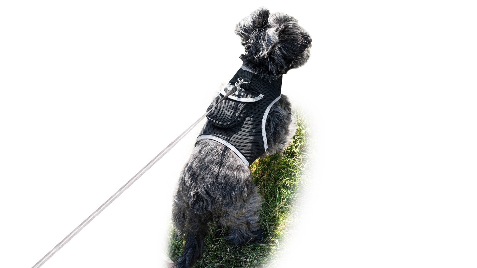 Dog GPS tracking harness with leash attachment, black mesh and white trim