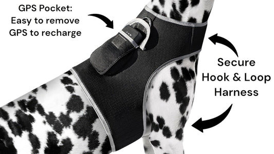 Black mesh dog harness with GPS tracker pocket and secure hook-and-loop straps
