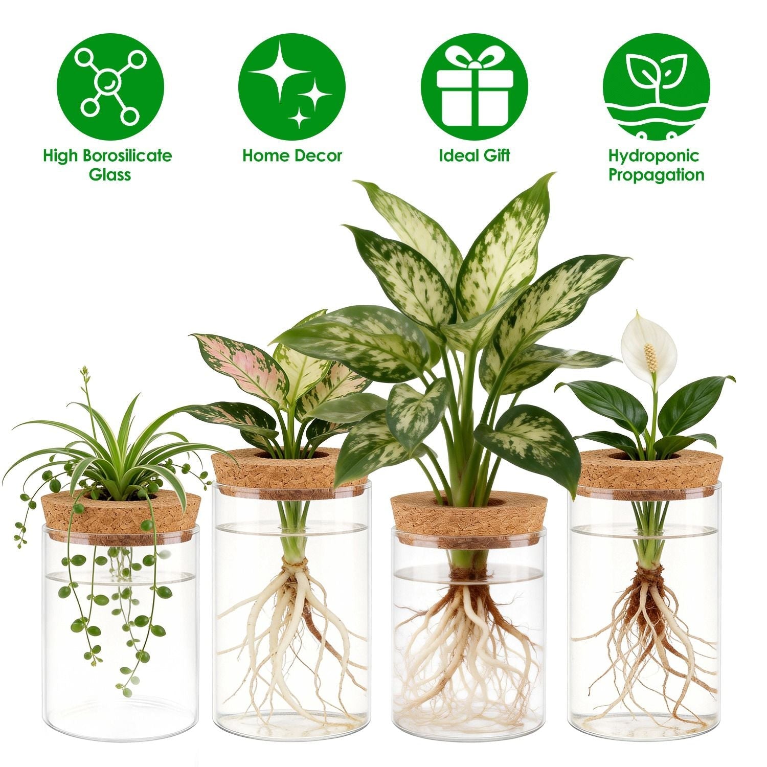 Set of four clear glass propagation vases with cork lids and potted cuttings