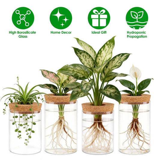 Set of four clear glass propagation vases with cork lids and potted cuttings