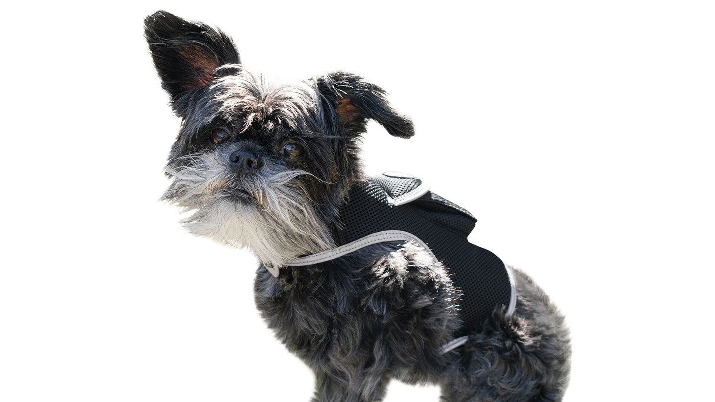 Black dog tracking collar with mounted tracker, fitted on a small terrier