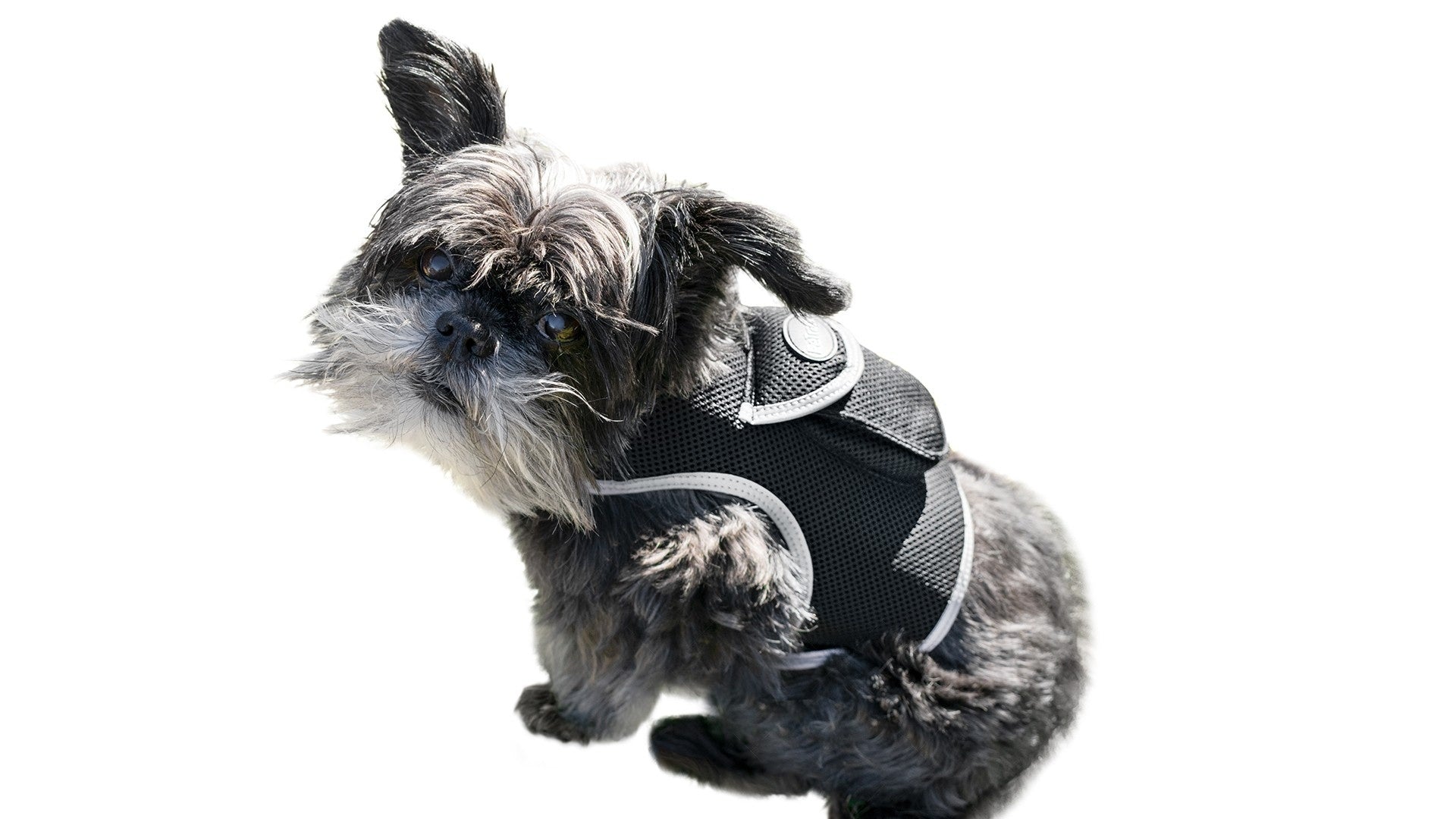 Black dog tracking harness with secure fit, worn by a small terrier
