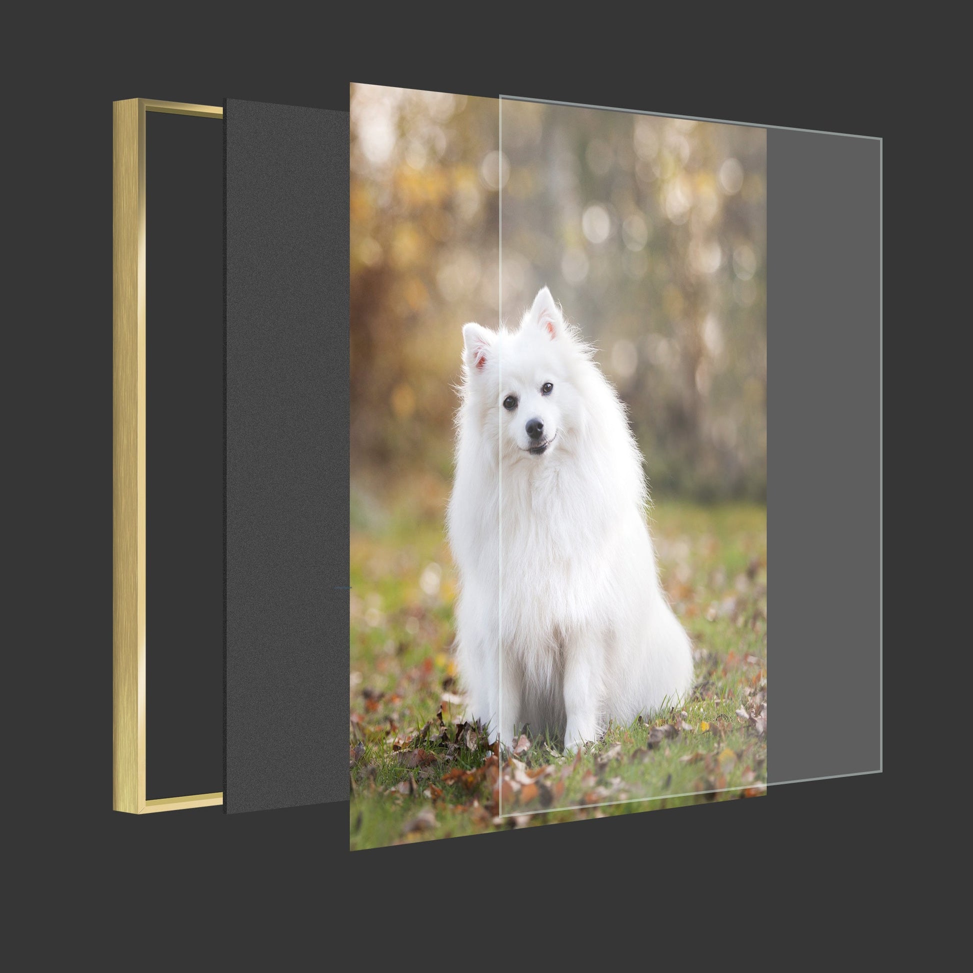 Gold framed canvas wall art with a white dog photo, portrait orientation
