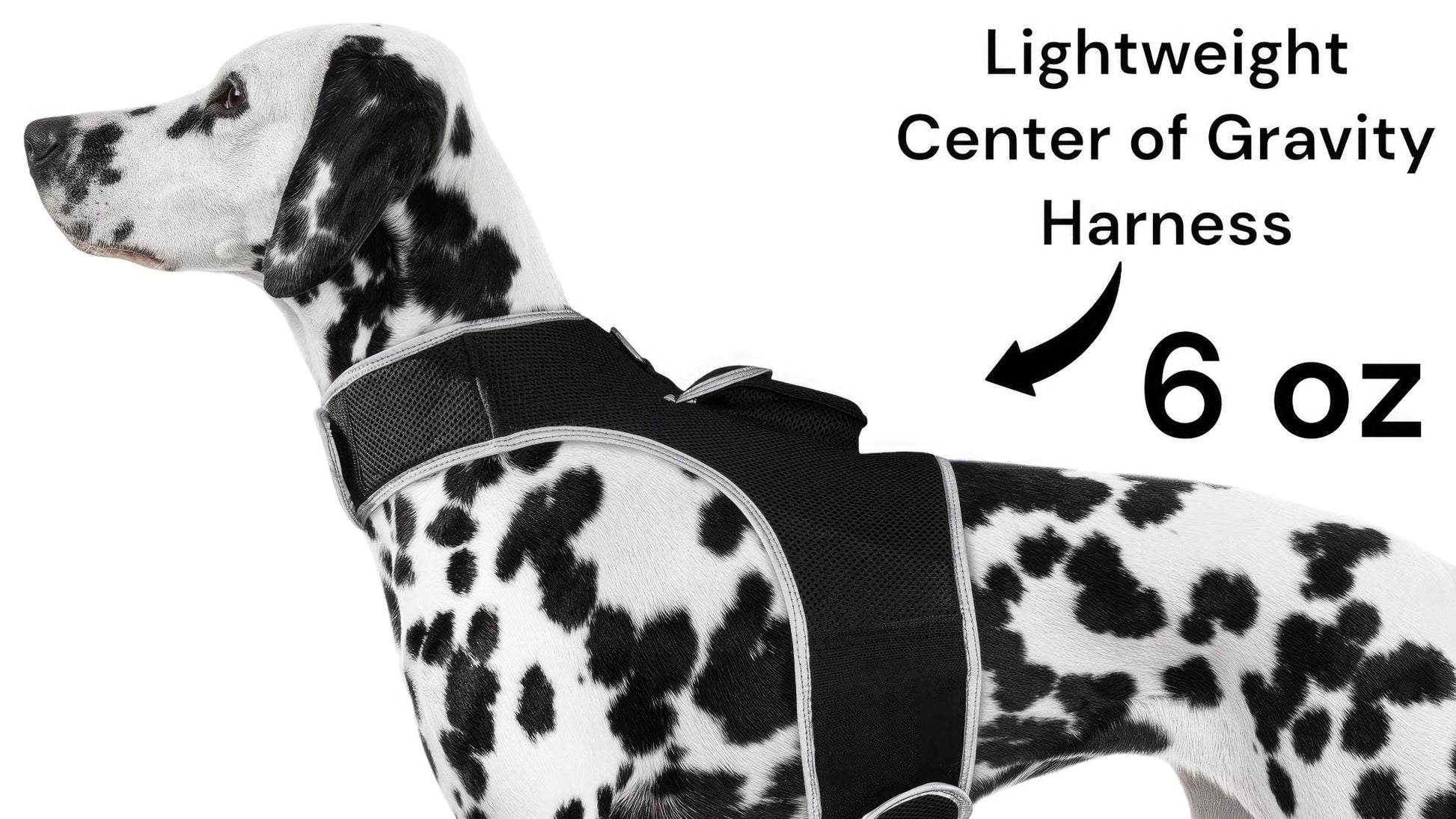 Spotted dog wearing lightweight center-gravity harness, 6 oz