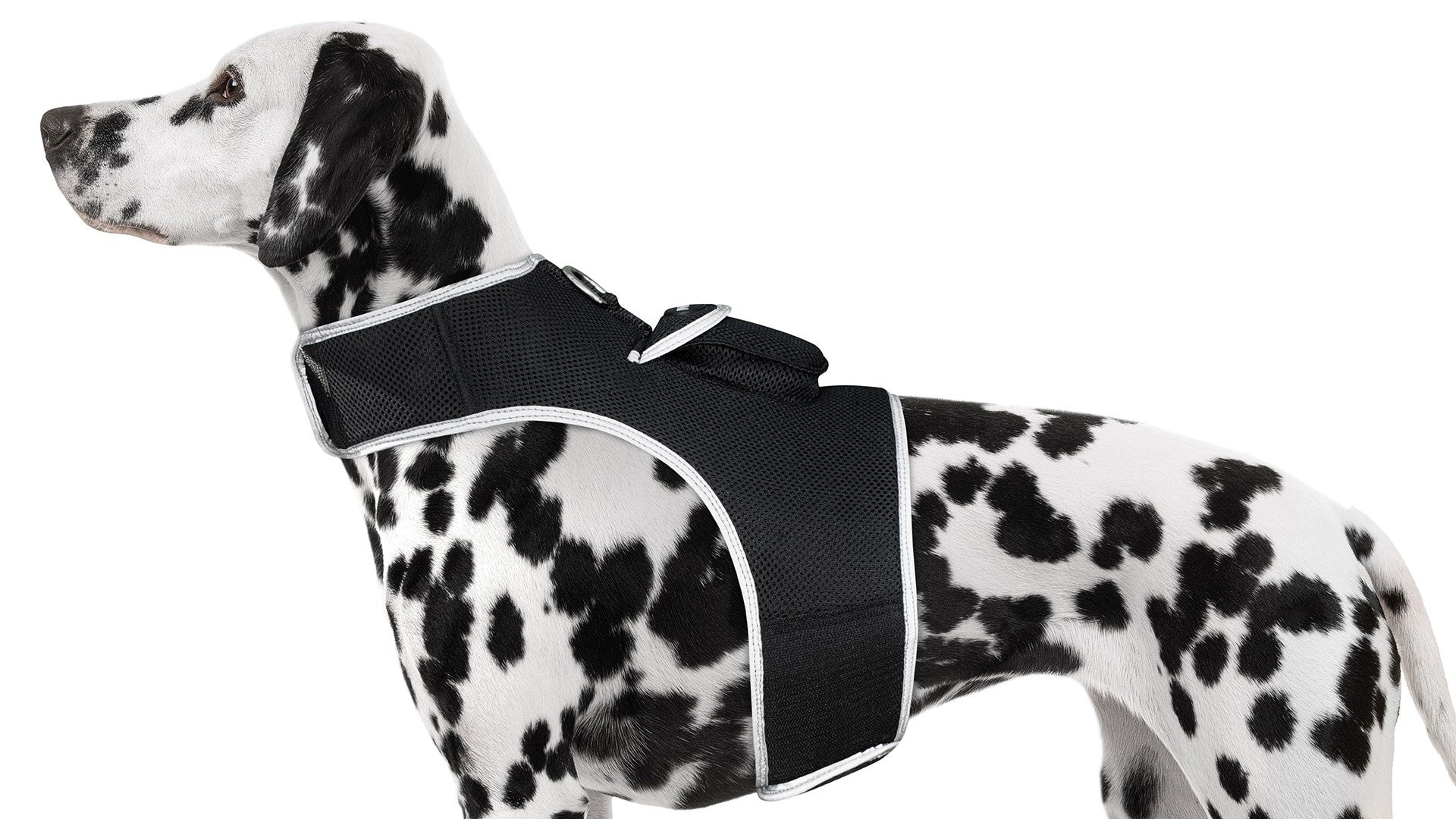 Black-and-white spotted dog wearing an adjustable mesh tracking harness