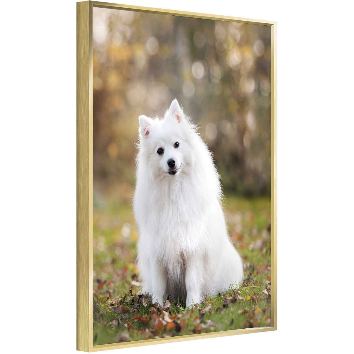 Gold-framed pet photo canvas print with a white dog standing in a grassy yard