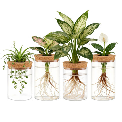 Four clear glass propagation vases with cork lids and leafy plant cuttings